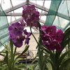 Ванда (Vanda) 